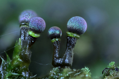 Эти существа не принадлежат ни одному царству живой материи